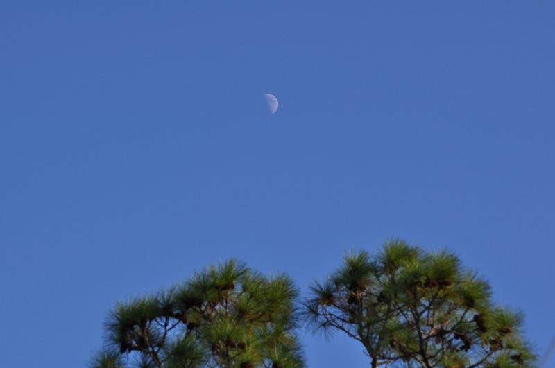 Moon Rise over the Trees.jpg